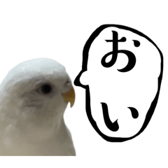 bird_tibi
