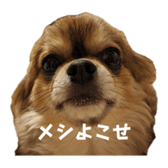 mush_20231129115857