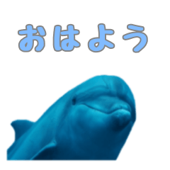 【修正版】御蔵島　イルカの日常