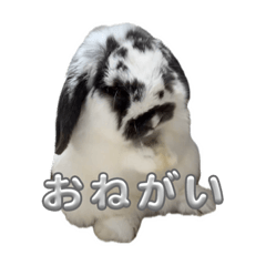 Sakura_20231129182028