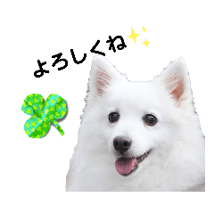 日本スピッツとパピヨンの犬写真スタンプ