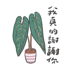 平凡的小植物-觀葉
