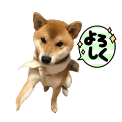 Shiba Hiraku stickers