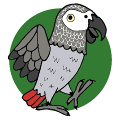 African grey parrot , YOU-chan