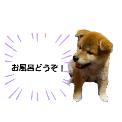 SAKURA_20231130140150