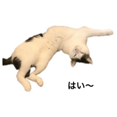 The Cats !!!