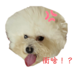 丸子的日常dogdog