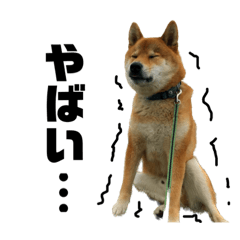 humorous shiba Mugi