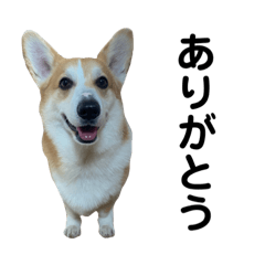 cotaro_corgi