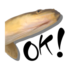 天然鰻(うなぎ)ウナギ