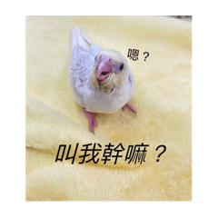 鳥鳥成長記