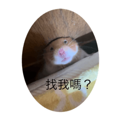 Cute hamster meat buns