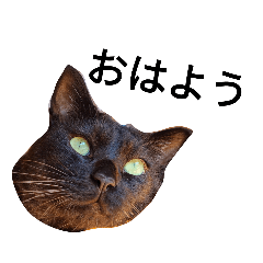 黒猫よる