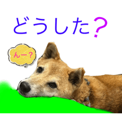 Suzu_20231202144655