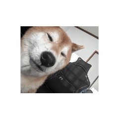 sanae_20231202173248
