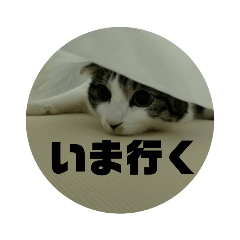 ye_20231202174110