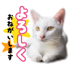 Cute and funny kitten sticker