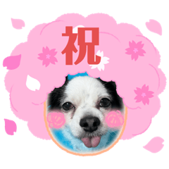 Japanese Happy Chihuahua