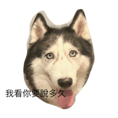 動物沒名字