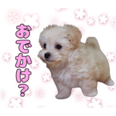 meruchanno_stamp