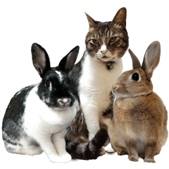 Rabbit and cat sticker for everyday use