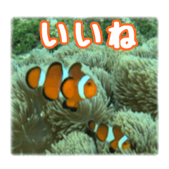 Clownfish's daily life