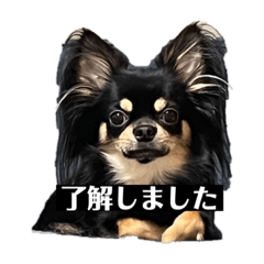 Tomomi_20231203183932
