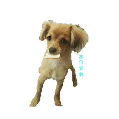 Sakura_20231203224552