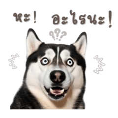 siberian husky funny dog