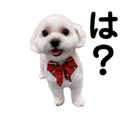 maya_20231204184728
