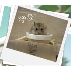 sakura_20231204221331