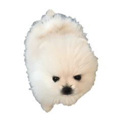 Sakura_20231204233759