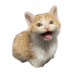 猫まるちゃん2