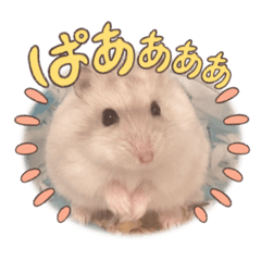 sakura_20231204220229