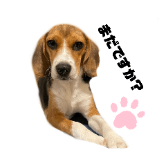 beagle feelings