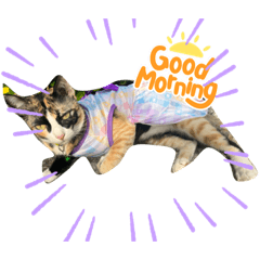 Money monkey panlarn