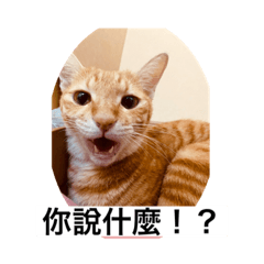 脾氣跟主人一樣差の貓