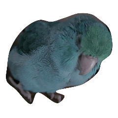 Pao Bao bird