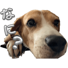 Sakura_20231205231653