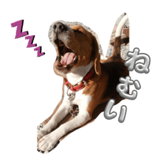 Sakura_20231205232057