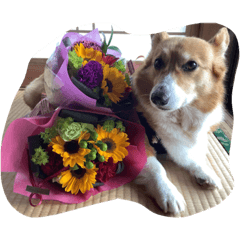 Rinsutappy_20231206013542