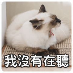 Chouchou, A somewhat jaded little cat! – LINE stickers | LINE STORE