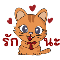 Crazy Tiger Cat 3