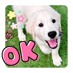 English Golden Retriever puppy Arendelle