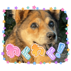 suzu_20231206225244