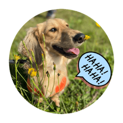 chance_20231207011110 – LINE stickers | LINE STORE