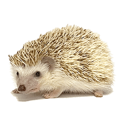 hedgehog animation sticker
