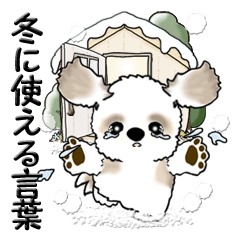 Shih Tzu dog (words used in winter)