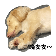 奶油臘腸-咪咪的日常