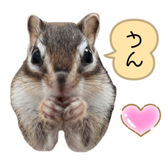 chipmunk uri